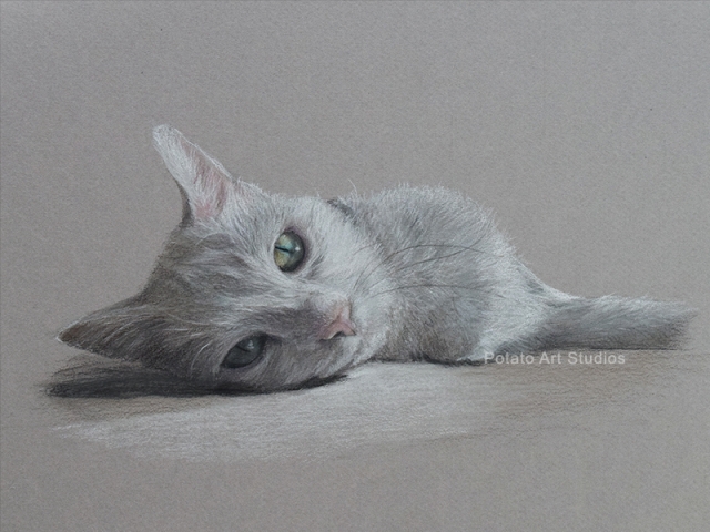 Cat Portrait Drawing Colored Pencil Coloredpencil Prismacolor Potato Art Studios