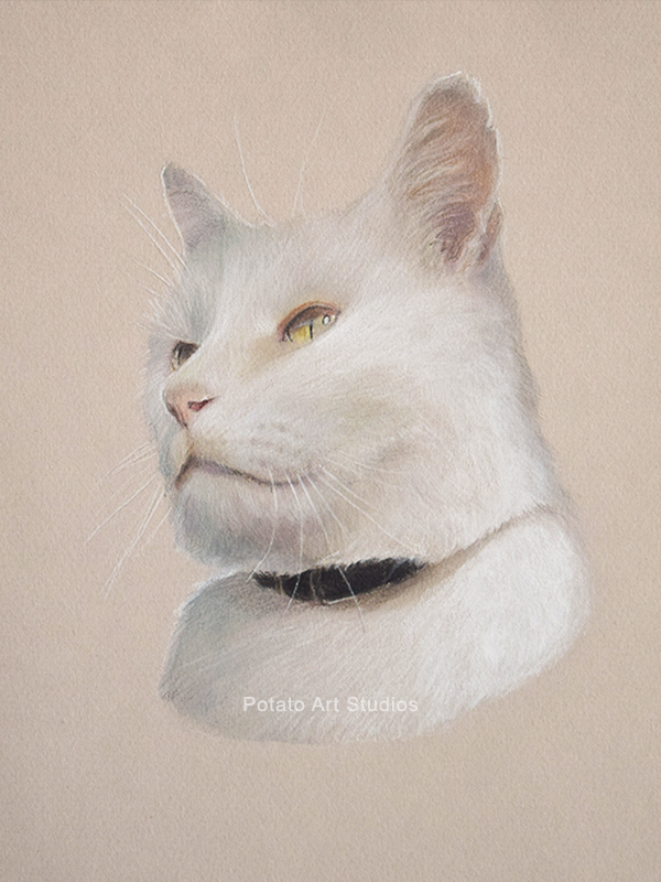 Cat Portrait Drawing Colored Pencil Coloredpencil Prismacolor Potato Art Studios