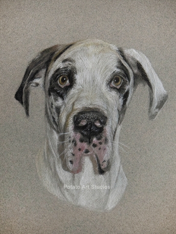 Great Dane Dog Portrait Drawing Colored Pencil Coloredpencil Prismacolor Potato Art Studios