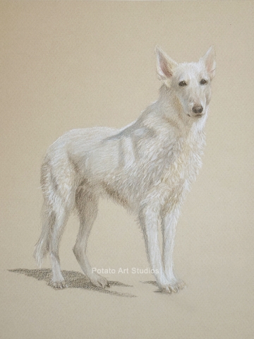 White German Shepherd GSD Dog Portrait Drawing Colored Pencil Coloredpencil Prismacolor Potato Art Studios