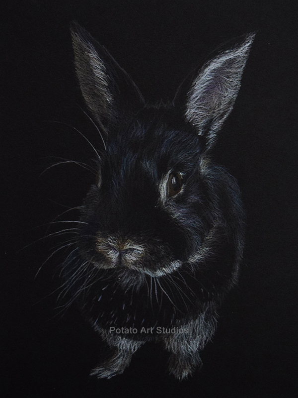 Dwarf Rabbit Pet Portrait Drawing Colored Pencil Coloredpencil Prismacolor Potato Art Studios PotatoArtStudios