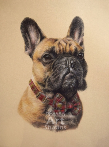 colored pencil Faber Castell Polychromos Caran d Ache Luminance Prismacolor dog portrait drawing realism potato art studios