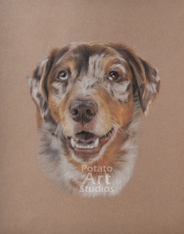 Dog colored pencil Faber Castell Polychromos Caran dAche Luminance Prismacolor portrait drawing realism potato art studios