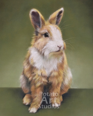rabbit bunny Pastel pencil conte stabilo carbothello Derwent faber castell PITT Sennelier portrait drawing realism potato art studios