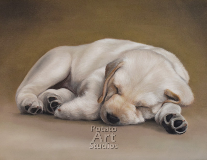 Dog Pastel pencil conte stabilo carbothello Derwent faber castell PITT Sennelier portrait drawing realism potato art studios potatoartstudios lab Labrador retriever