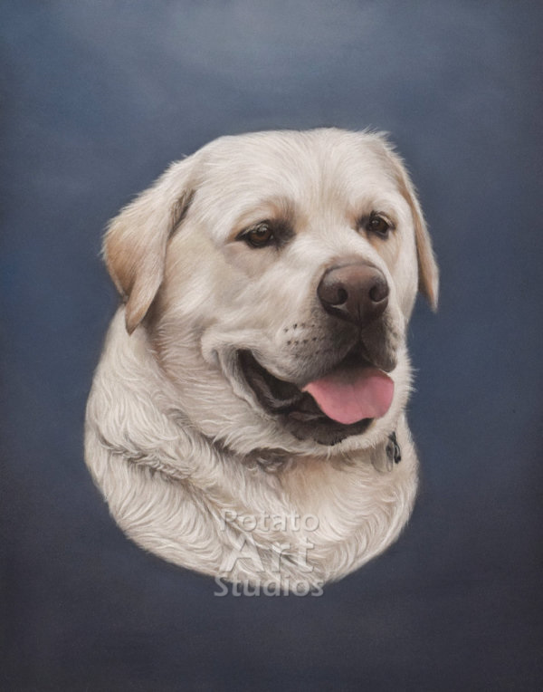 labrador Dog Pastel pencil conte stabilo carbothello Derwent faber castell PITT Sennelier portrait drawing realism potato art studios