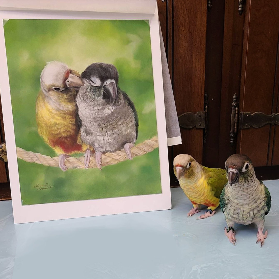 Bird conure drawing pastel